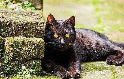 《暗喻幻想》拥有备忘录功能 一键回顾世界观细节